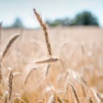 wheat, crop, field